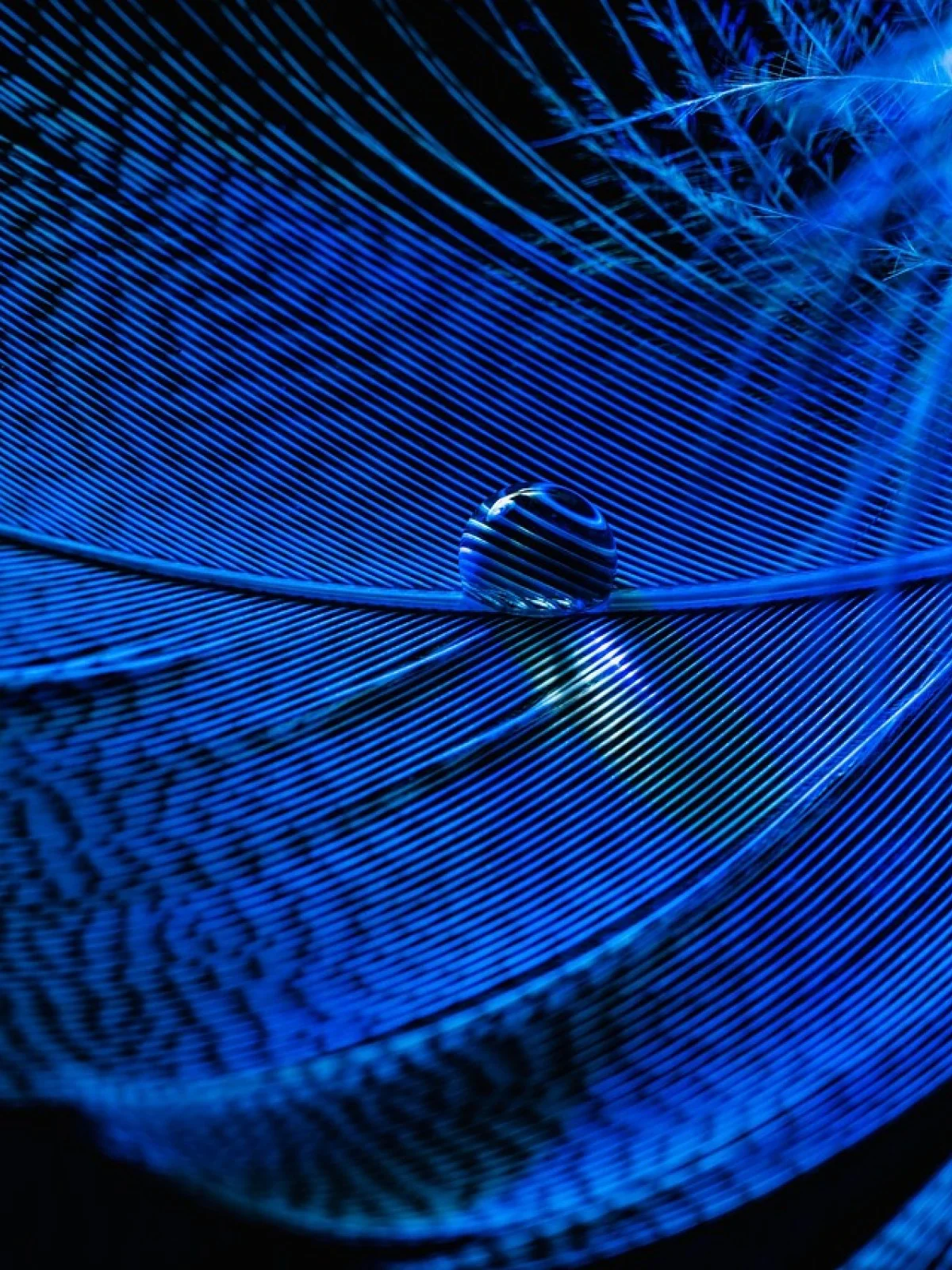 Macro detail of lightweight feather fibres